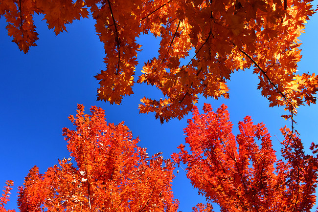 Muntele Xishan, îmbrăcat în frunze roșii