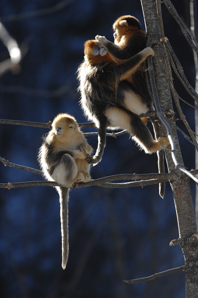 Frumusețea Shennongjia, mai mult decât un mit