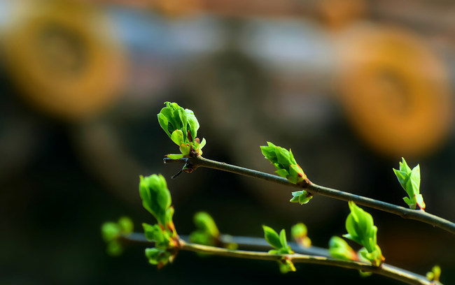 Plante înmugurite din Orașul Interzis