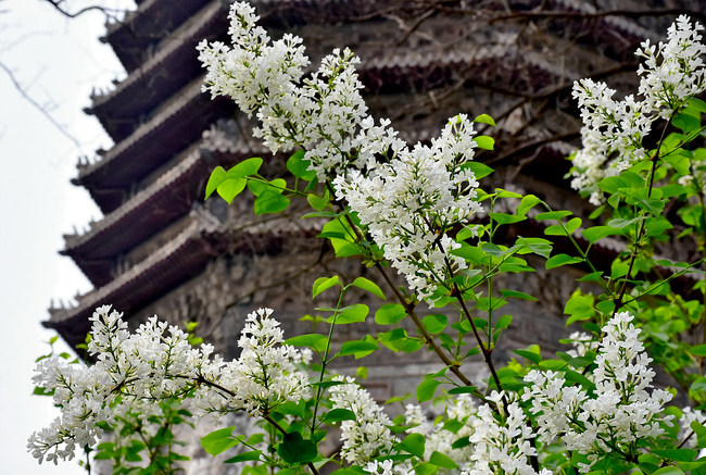 Florile de primăvară dau splendoare parcului Linglong