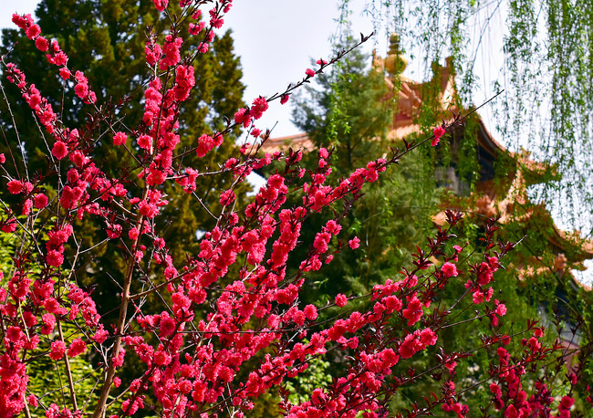 Florile din curtea Palatului Imperial se întrec în frumusețe