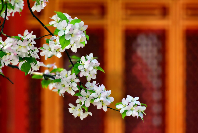 Florile din curtea Palatului Imperial se întrec în frumusețe