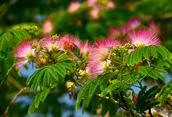 Înflorește arborele de mătase în Yuanmingyuan
