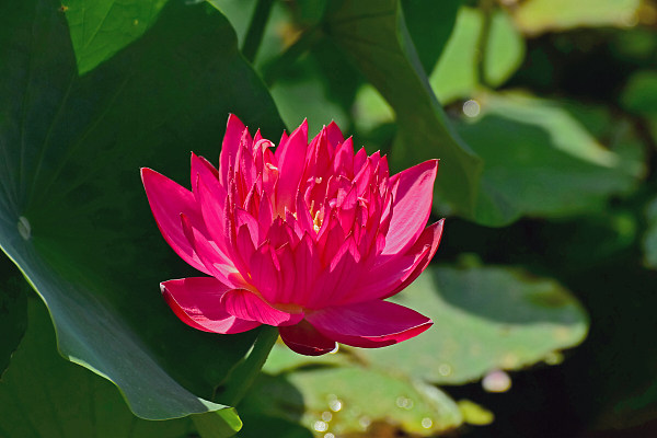 Grădina imperială Yuanmingyuan inundată de flori de lotus