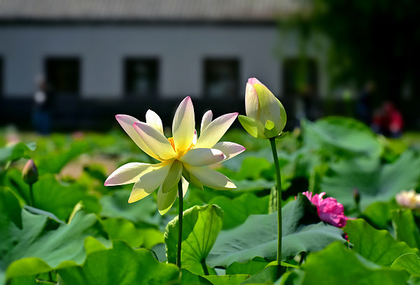 ​Lotus alb, simbolul purității