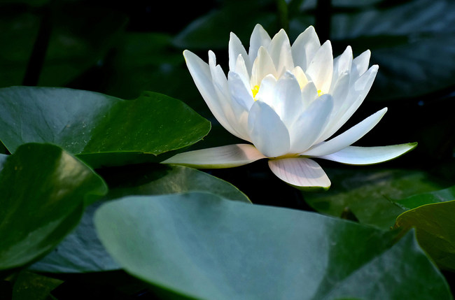 O călătorie cu barca în parcul Bambusul Violet