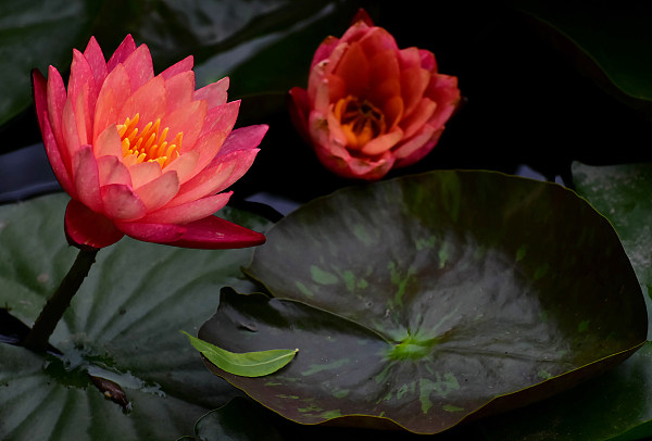 O călătorie cu barca în parcul Bambusul Violet