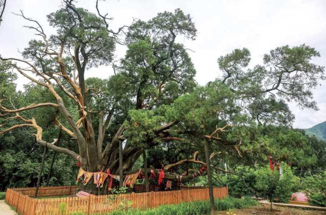 Beijing promovează redresarea turismului și protecția copacilor străvechi