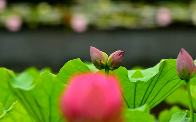 Florile gemene de lotus, din parcul Yuanmingyuan