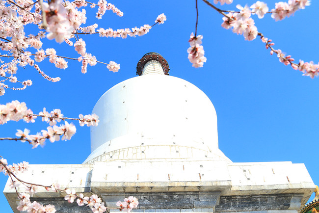Prolećno cveće cveta u Beihai parku u Pekingu