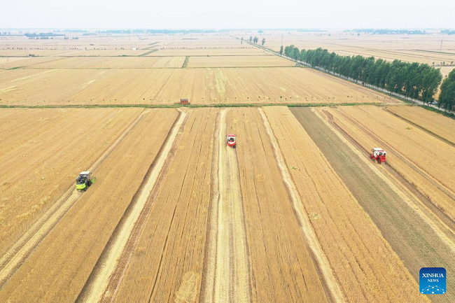 Žetva pšenice u Henanu