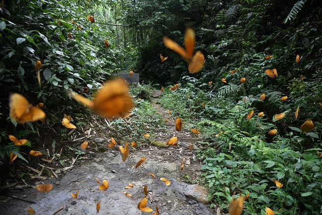 150 miliona leptira u Junanu