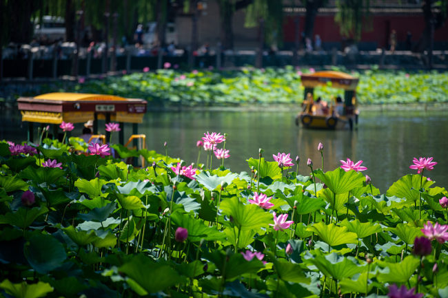 Očaravajući lotosi u parku Beihai u Pekingu