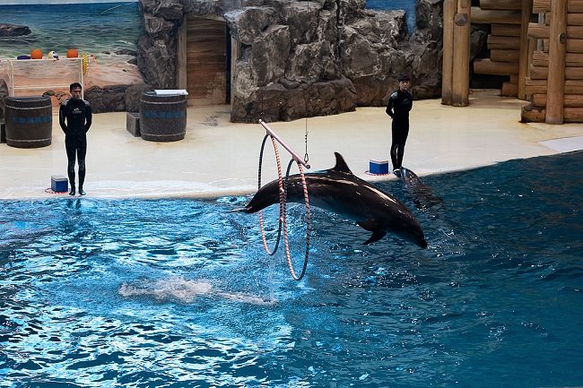 Izvedba morskih životinja u Čangši