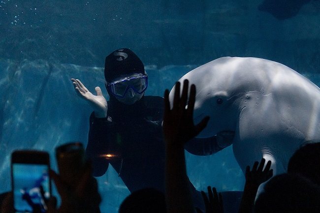 Izvedba morskih životinja u Čangši