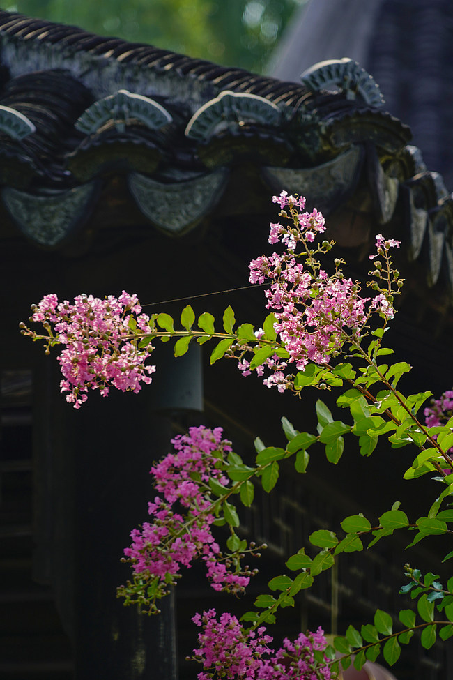 Krep mirta u drevnom gradiću Đinsi